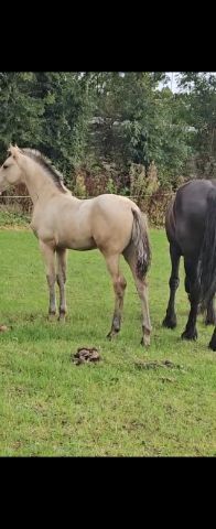 Over the moon, 5yo dun Traditional Irish Horse colt, Co. Wexford (photo 3)