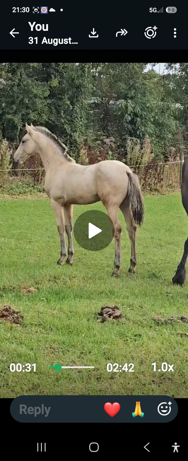 Over the moon, 5yo dun Traditional Irish Horse colt, Co. Wexford