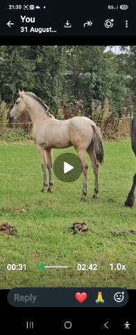 Over the moon, 5yo dun Traditional Irish Horse colt, Co. Wexford