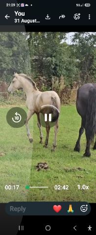 Over the moon, 5yo dun Traditional Irish Horse colt, Co. Wexford (photo 2)